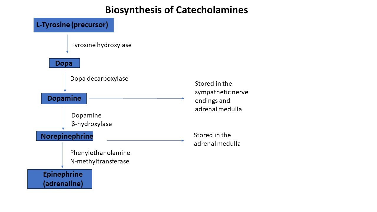 Biosynthesis Of Catecholamine And Their Catabolism PHARMACAREERS