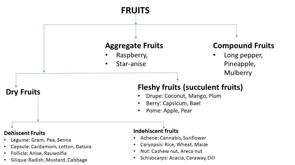Types of Fruits