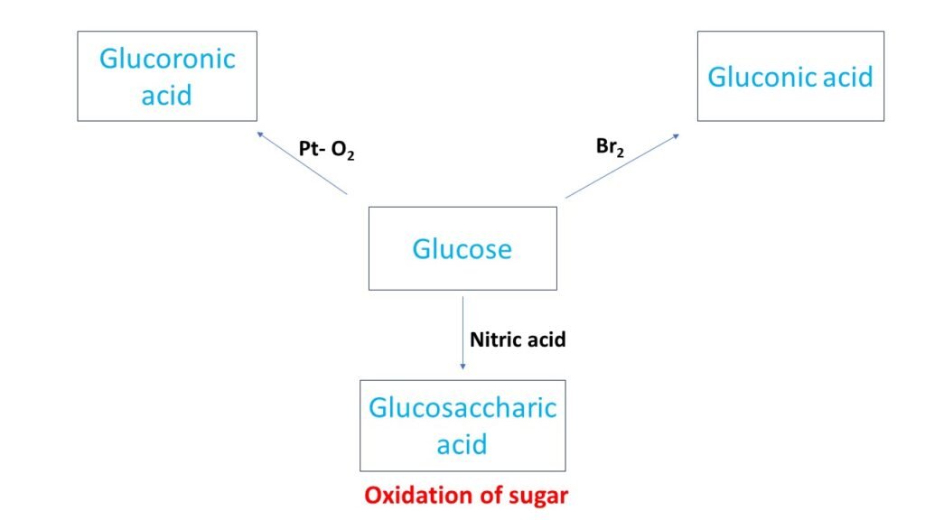 Oxidation of Carbohydrates