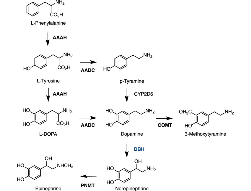 catabolism of catecholamines