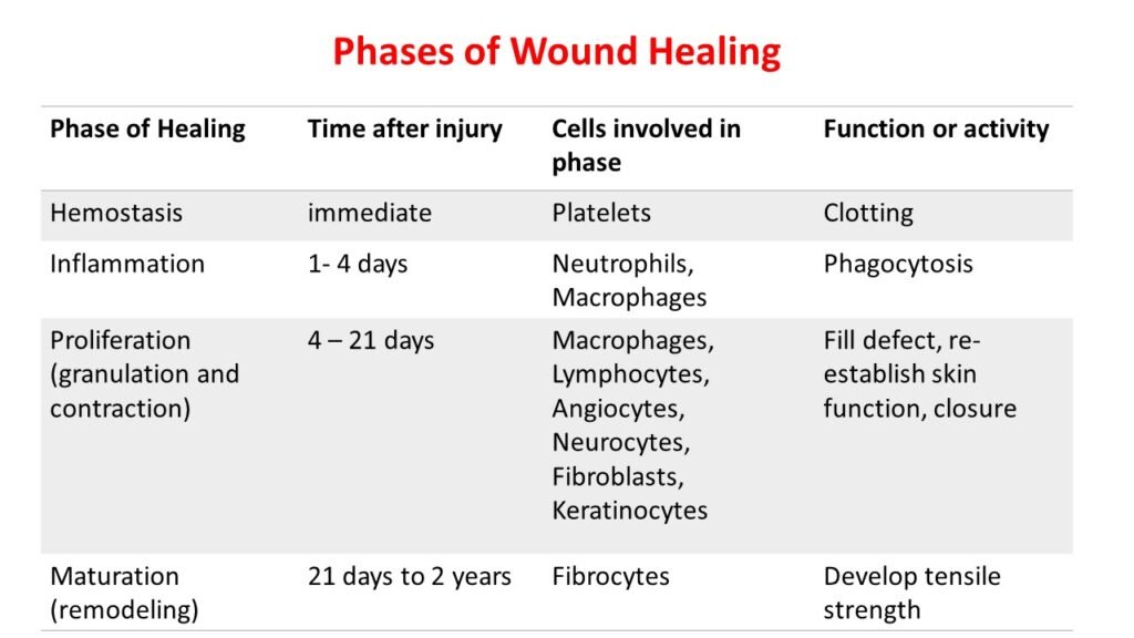 Basic Principles Involved In Wound Healing » PHARMACAREERS