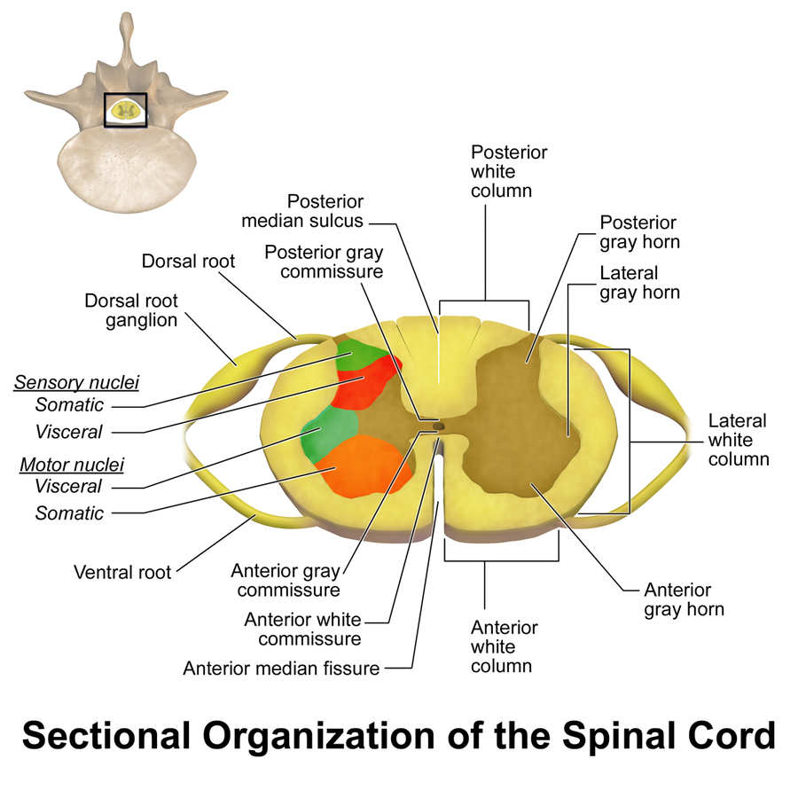 Spinal Cord