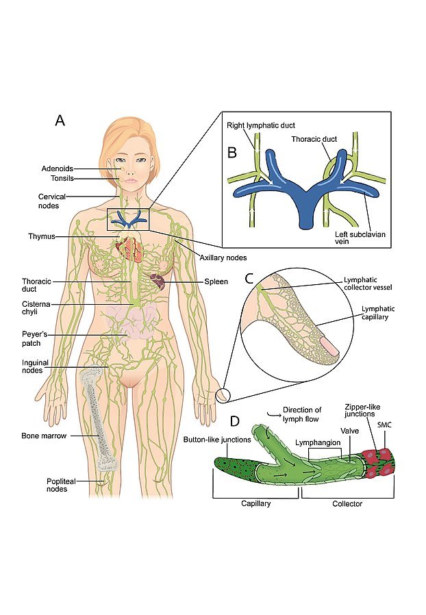 Lymphatic System » PHARMACAREERS