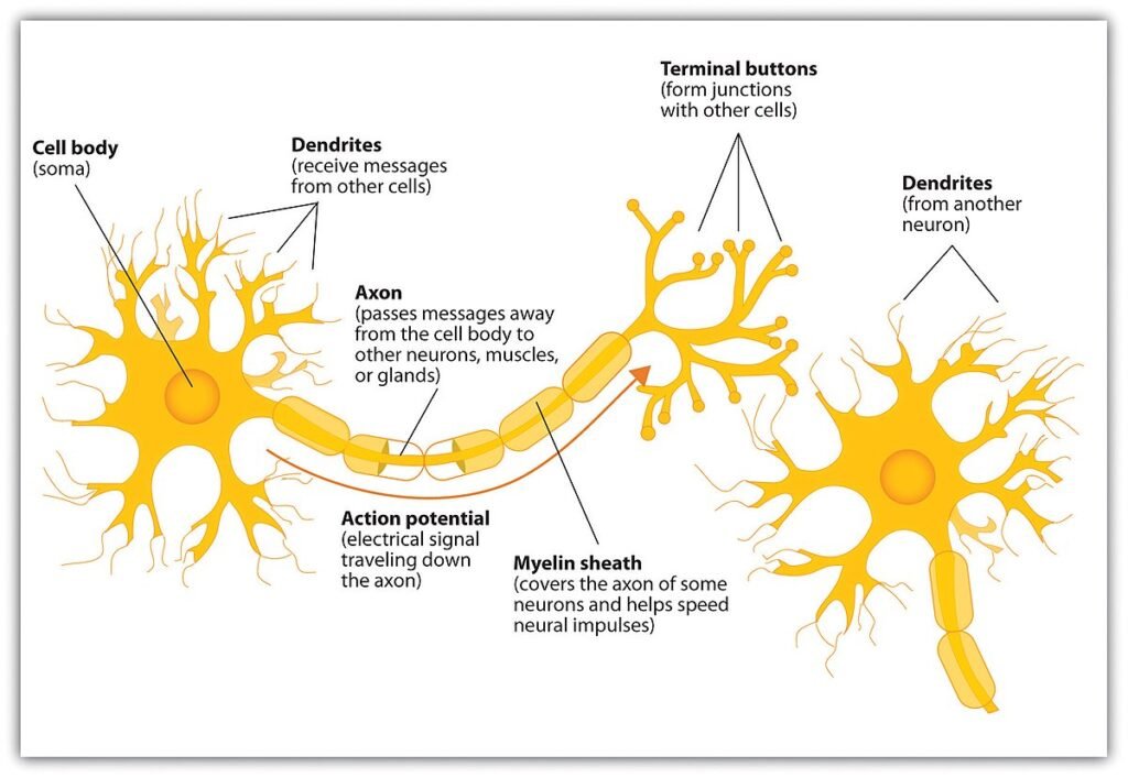 neuron