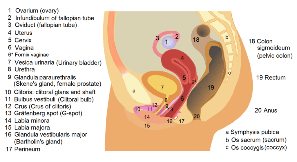 Female reproductive system