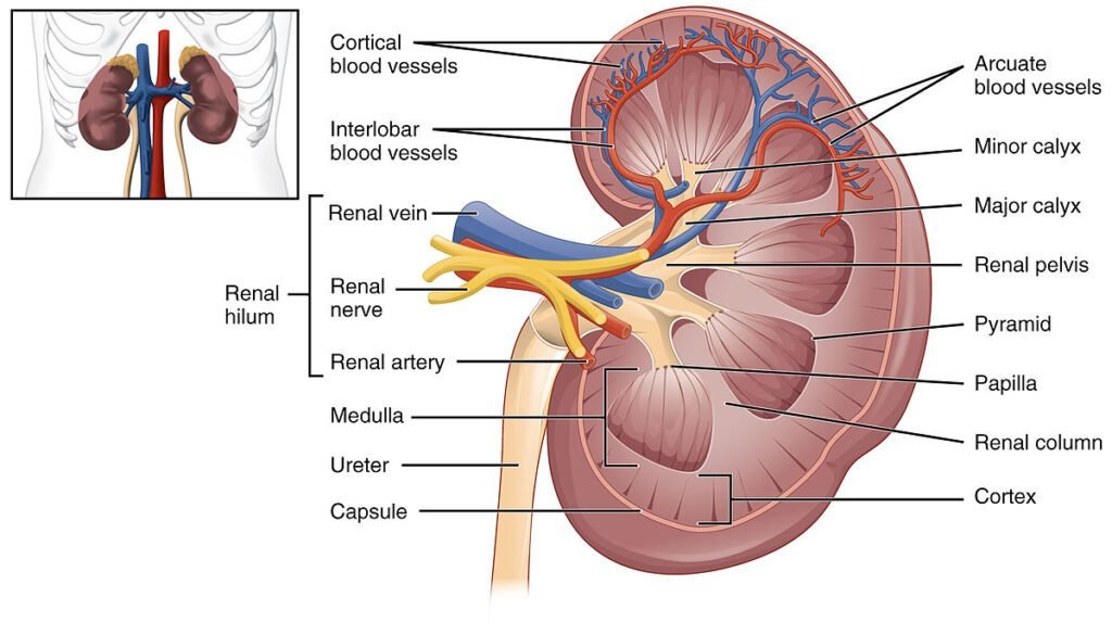 Kidney