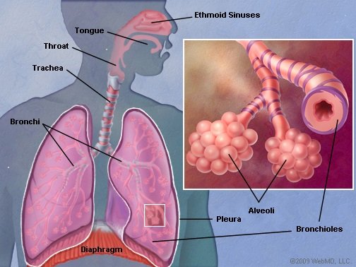 anatomy of lungs