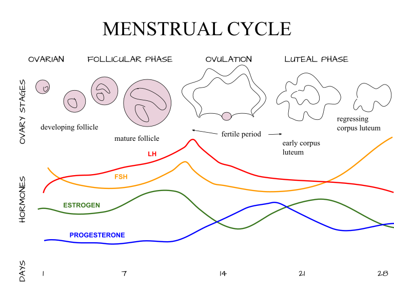 Menstrual Cycle