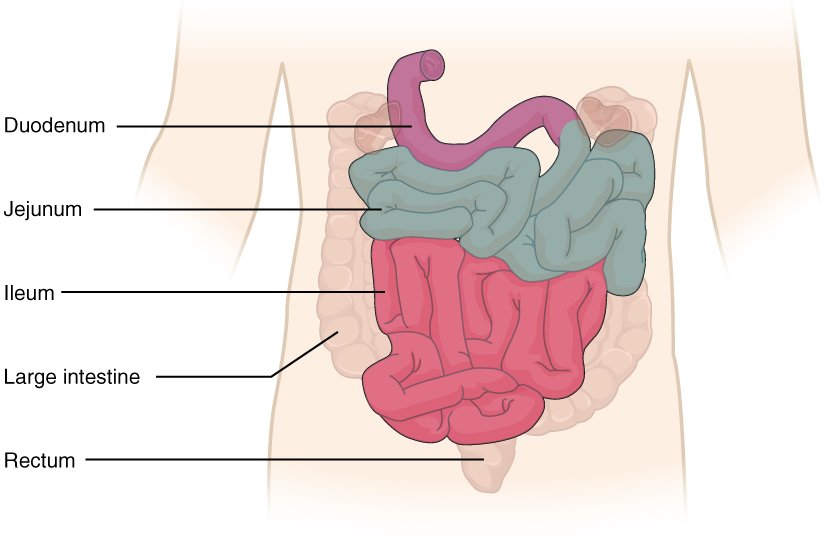 Small Intestine