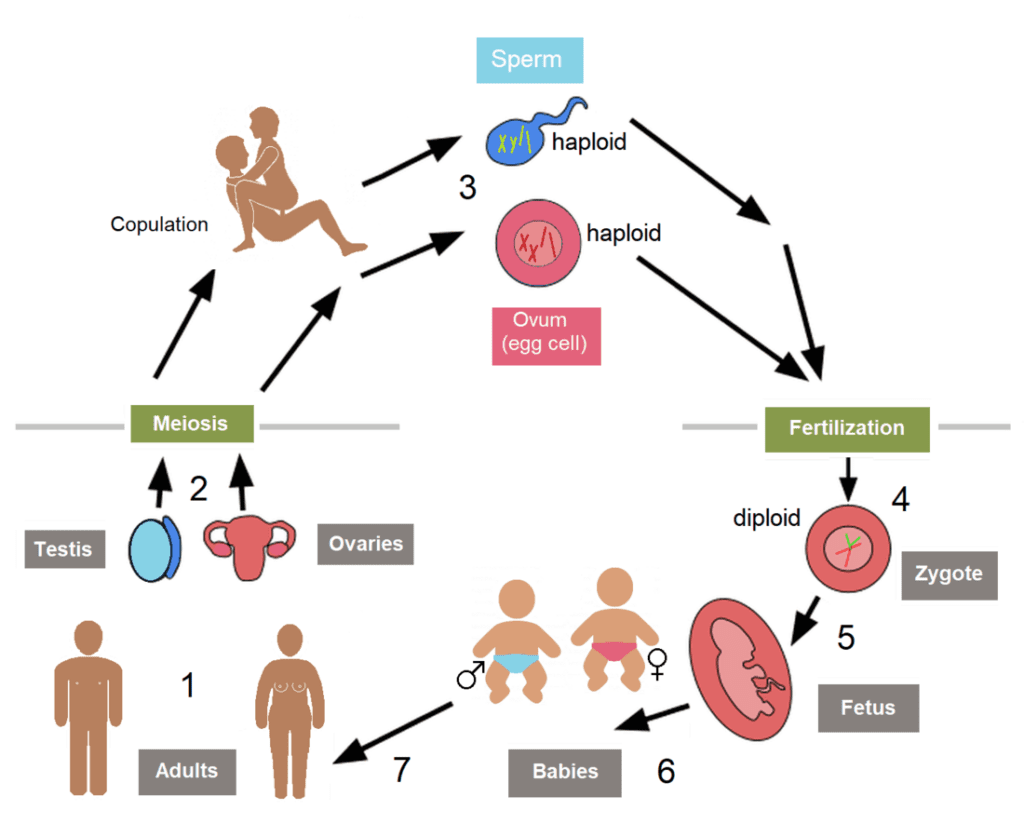 physiology of fertilisation