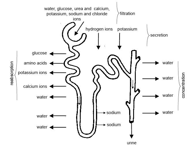 physiology of urine formation