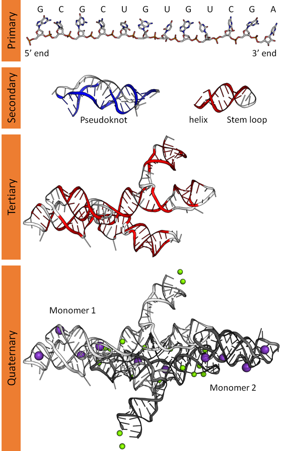 RNA Structure